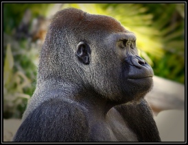 Meditating Silverback Gorilla - Los Angeles Zoo